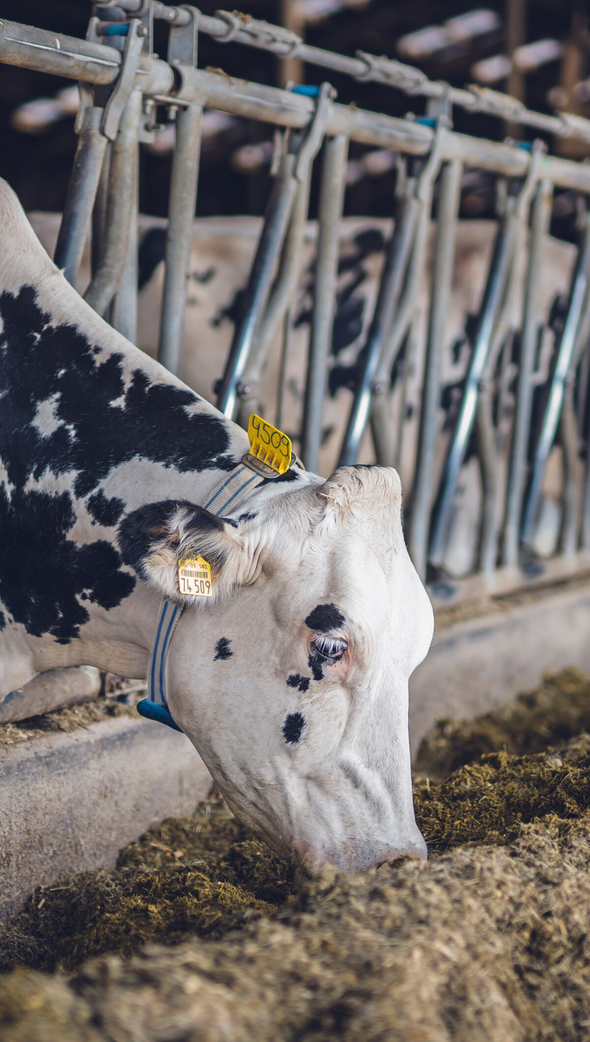 BouMatic RealTime Activity