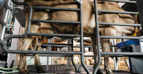 Webinar : Mehr Milch & weniger Stress - Martin Moos - Herdenmanager @Gut Hohen Luckow