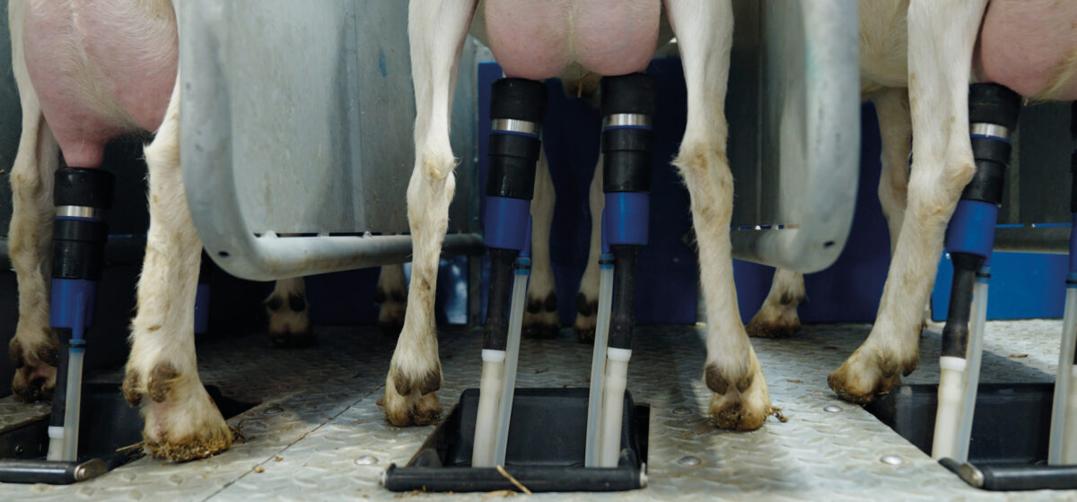 External Goat BouMatic | 2RO - External Goat rotary Milking Parlour