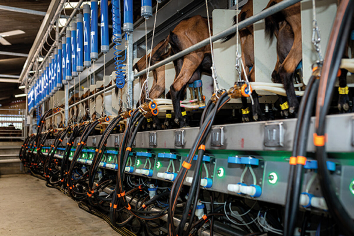 Ovimax BouMatic launches new versions of its milking clusters… | BouMatic