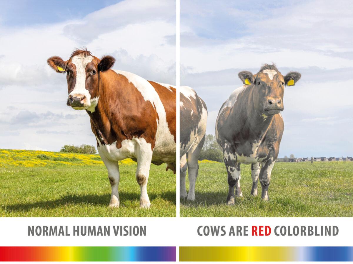Cows Color Vision BouMatic | Look through the eyes of a cow