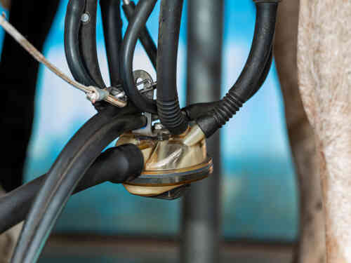 Revolutionäre Konzepte von BouMatic: das neue Sammelstück Flo-Star XTREME und das Zitzengummi Magnum Turbo