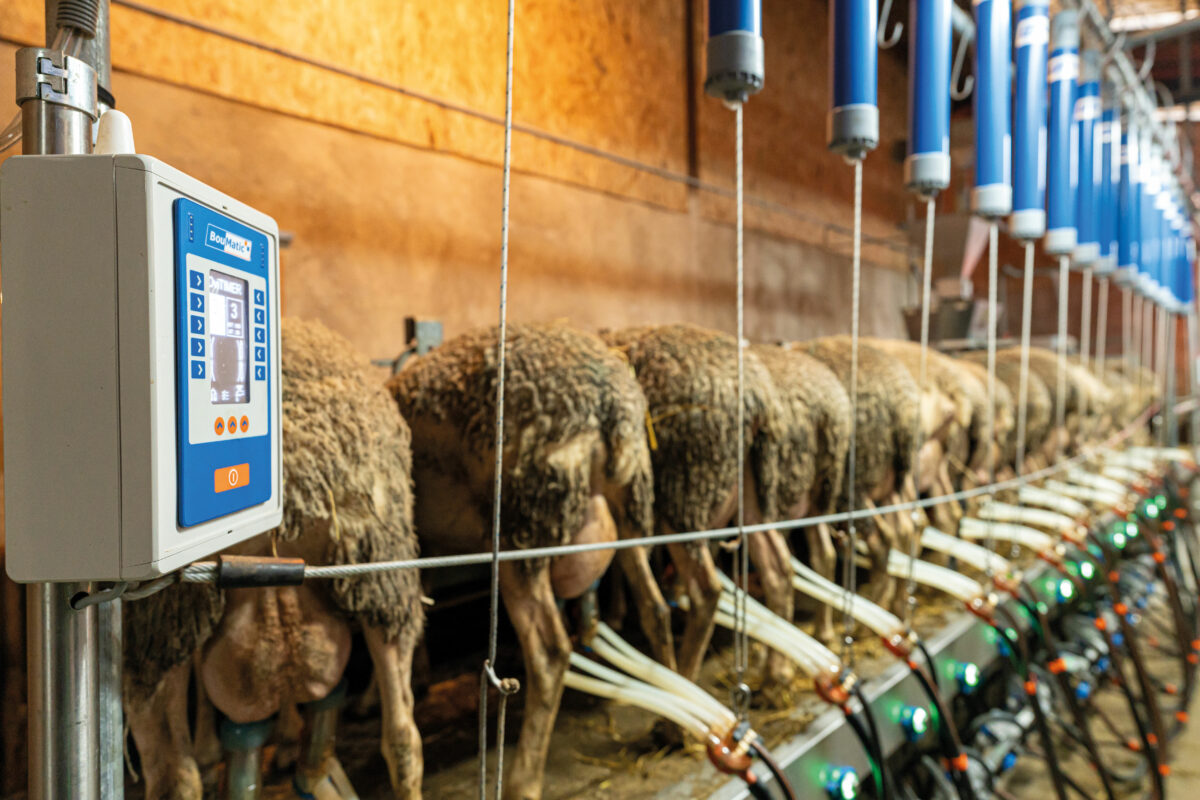Ovimax BouMatic innove pour la traite des brebis en proposant un… | BouMatic