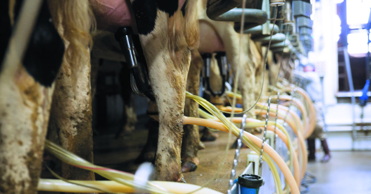 teat dip chlorine dioxide barrier long lasting … BouMatic