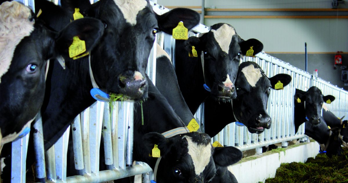 BouMatic Atlas Chlorine Dioxide Teat Dip