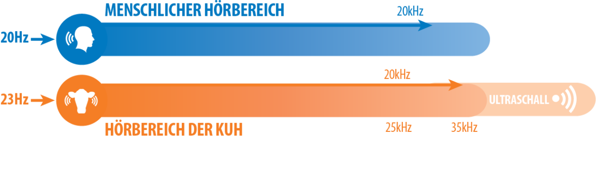 Eine Kuh kann Frequenzen zwischen etwa 23 Hz und 35 kHz hören