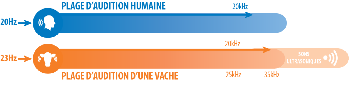 Une vache peut percevoir des fréquences comprises entre environ 23 Hz et 35 kHz