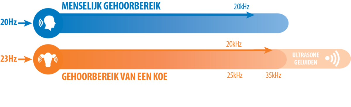 Een koe kan frequenties waarnemen tussen ongeveer 23 Hz en 35 kHz