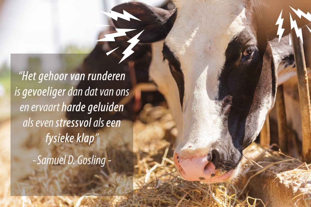 Koeien schrikken gemakkelijk van onverwachte geluiden