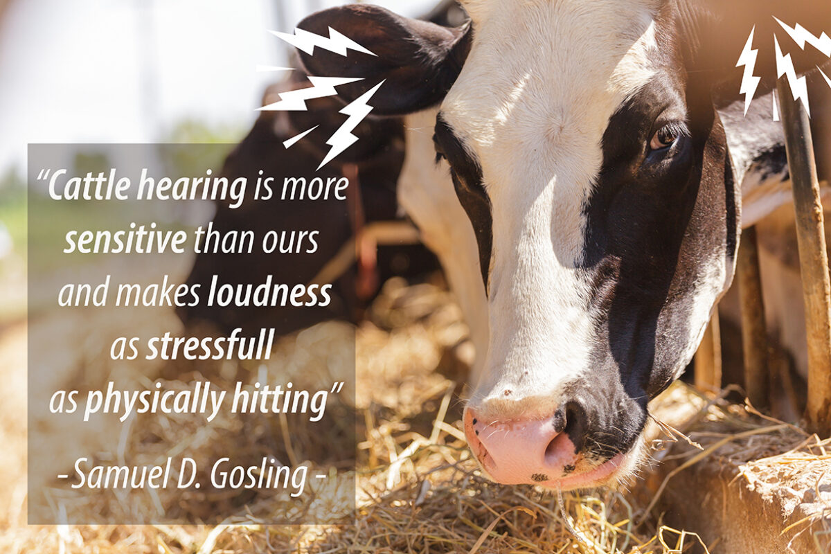 Cows are easily startled by unexpected sounds
