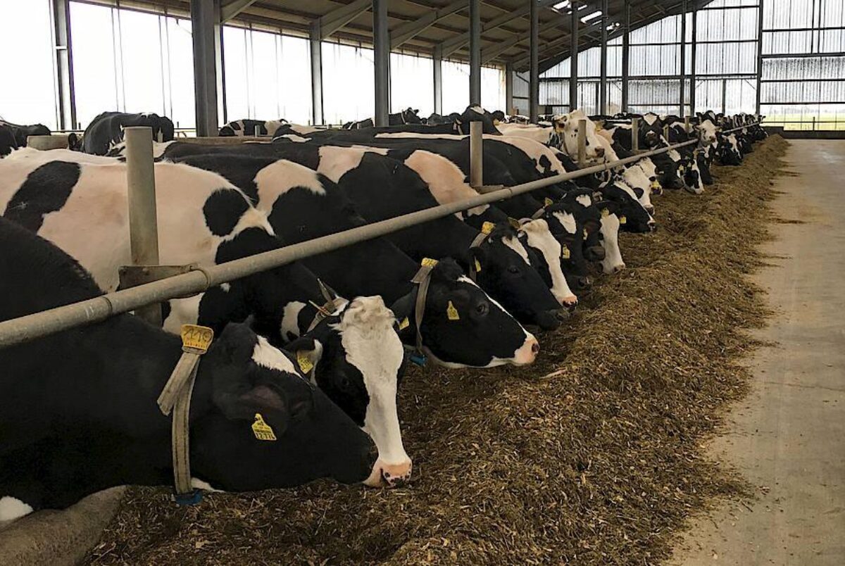 Stallansicht landwirtschaftlicher Betrieb Heinrich Wiegels in Drage