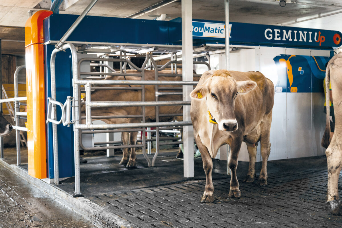 BouMatic Gemin UP melkrobot maakt gebruik van AI voor optimaal melken