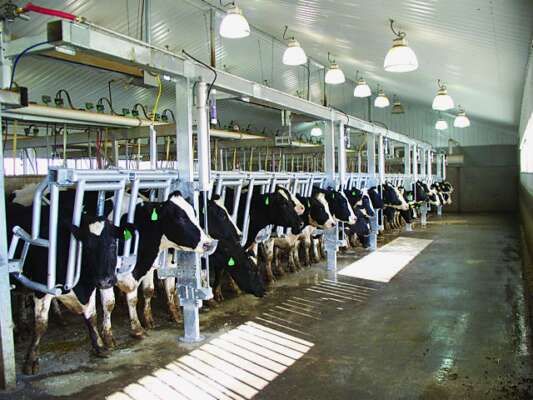 Parallel Polour Parallel Milking Parlour