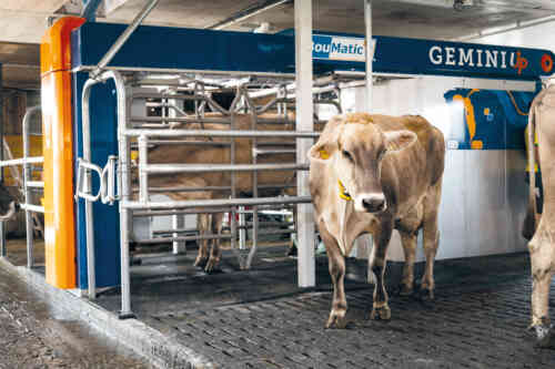 De Toekomst van Melken: Het Gebruik van Kunstmatige Intelligentie in Robotmelken