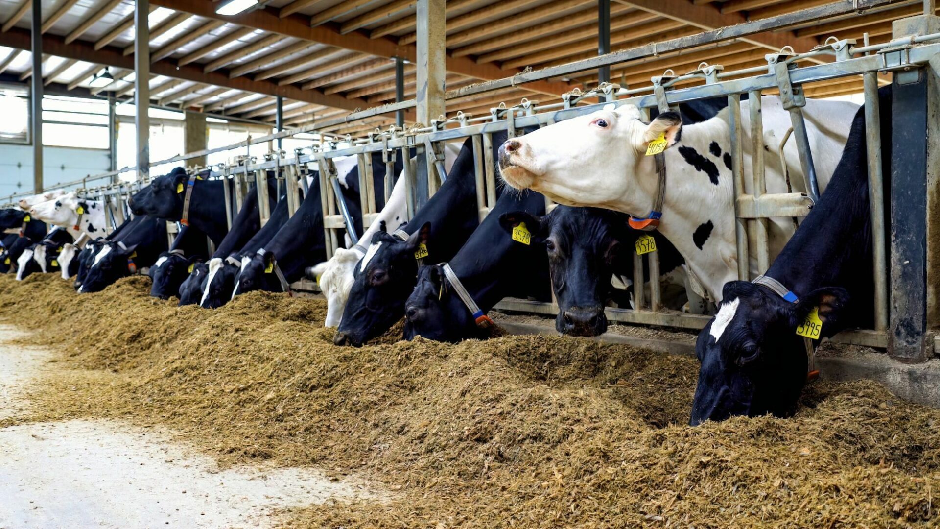 CowSeeker