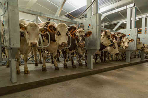 BouMatic unveils its new innovative rapid exit parallel parlour – SmartWay 90