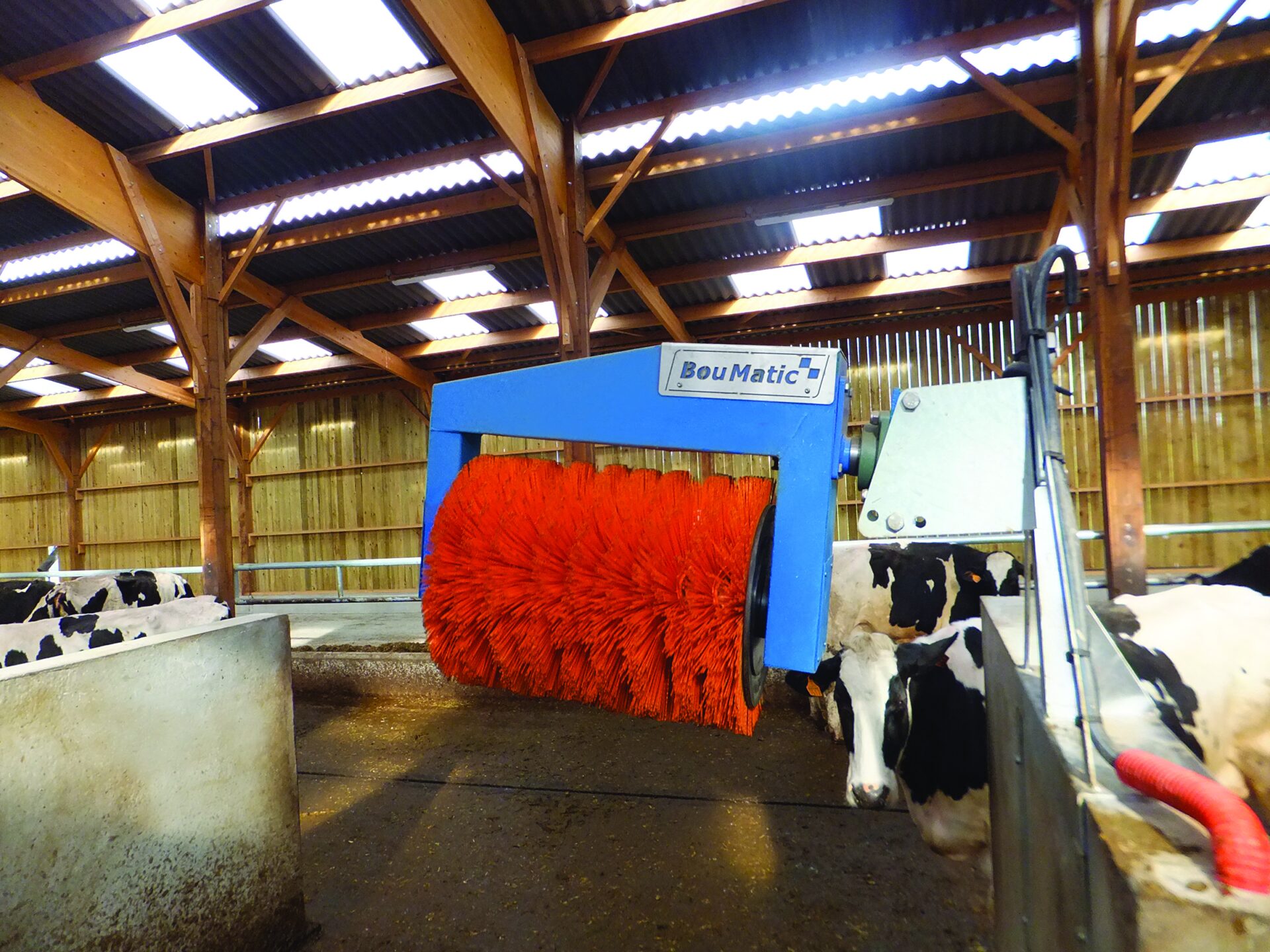 Cow Brush