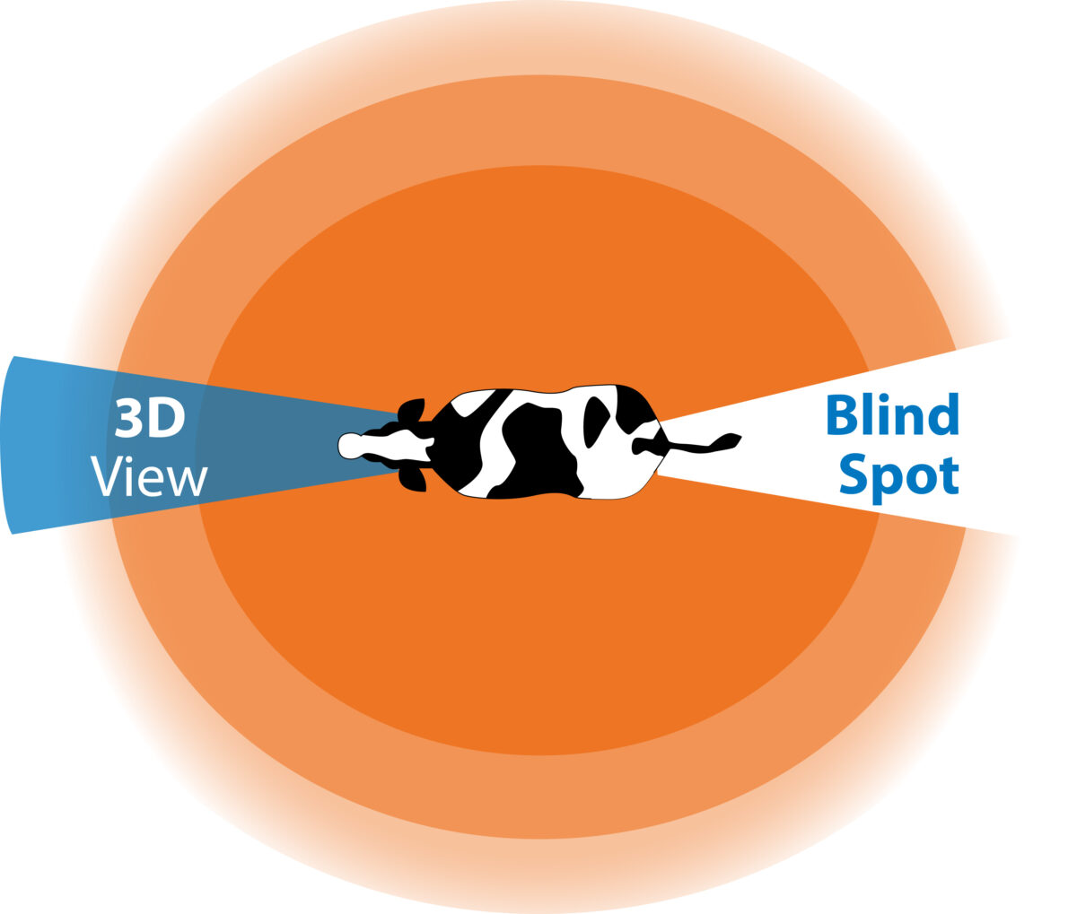 Cows Color Vision BouMatic | Look through the eyes of a cow