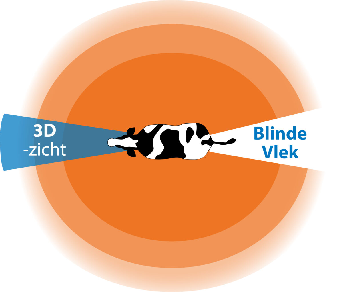 Een koe heeft een panoramisch zichtbereik tot 330° maar een beperkt diepte- en 3D-waarneming.