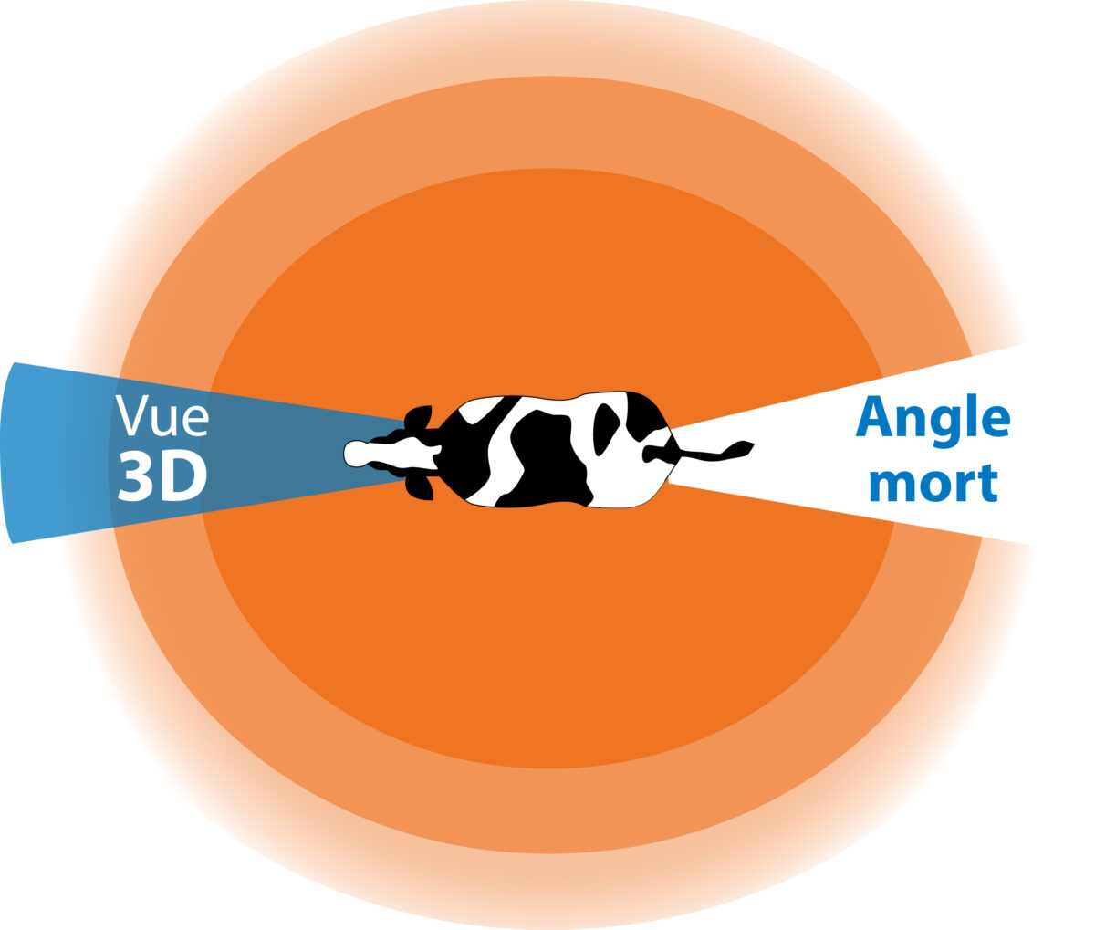 Une vache a un champ de vision panoramique jusqu'à 330° mais une profondeur et une perception 3D limitées