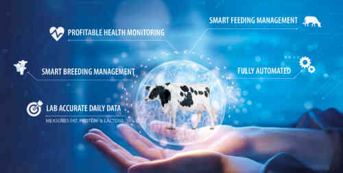 Ketosis in cows: Causes, Symptoms, Treatment and Prevention