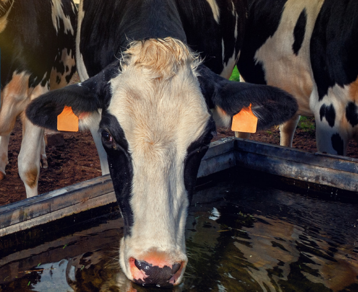 BouMatic | The 6 interdependent needs of the cow