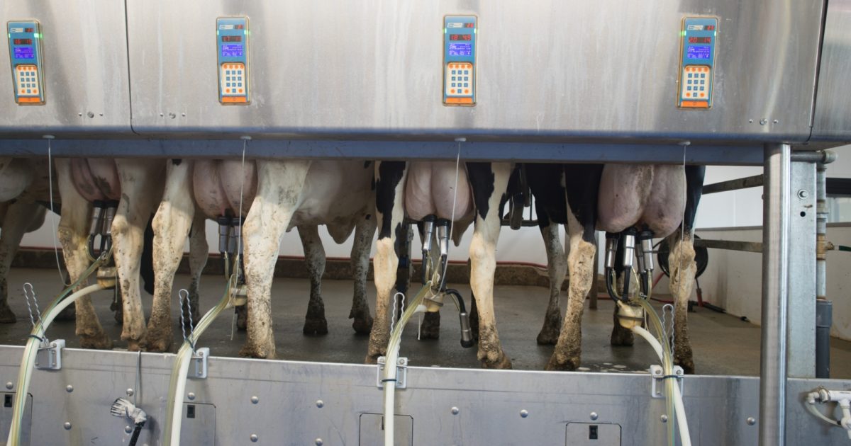 Parallel Cow Parallel Parlor - Dairy Parlor - Milking Parlor - Straight… | BouMatic